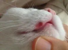 Герпес у кошек: симптомы и лечение