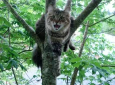 Как снять кота с дерева
