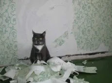 Как отучить кота драть обои