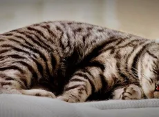 Как пережить смерть кота