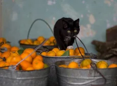 Какой запах не любят кошки