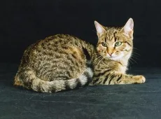 Европейская кошка