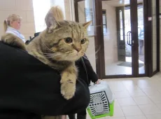 Как понять, что кот заболел