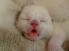 Новорожденные вислоухие котята