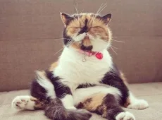 Нужно ли кастрировать кота