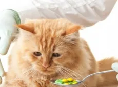 Обезболивающее для кошек