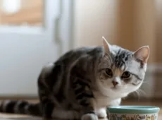 Обезвоживание у кота