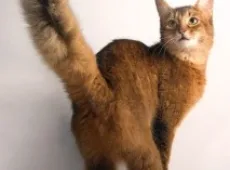 Почему коты виляют хвостом