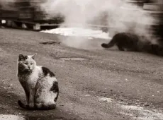 Как поймать кота