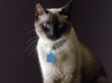 Сиамская кошка