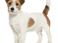 Собака из маски