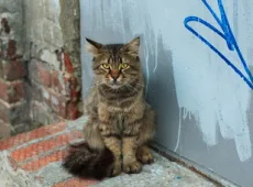 Как приручить кота
