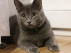 Дымчатый кот: обзор пород