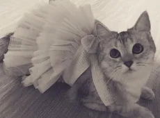 Юбка