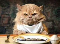 Как правильно кормить кошку сухим кормом