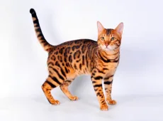 Чем кормить бенгальских котят