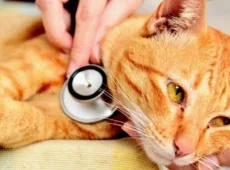 Как сделать клизму коту в домашних условиях