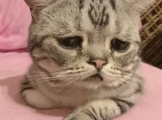 Как развеселить кота