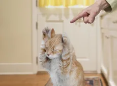 Как наказать кота