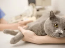 Фип у кошек: что это?