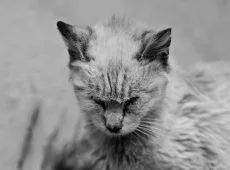 Чумка у кошек: симптомы