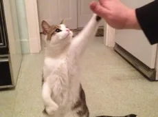 Как научить кота давать лапу