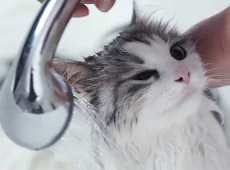 Как купать кота