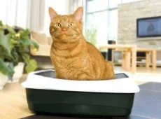 Кот какает с кровью