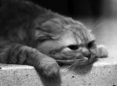 Как накормить кота, если он отказывается от еды