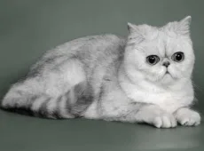 Экзотическая кошка