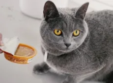 Каким кормом кормить британскую кошку