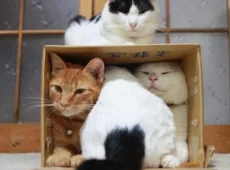 Домик для кошки своими руками