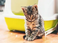 Черный кал у кота