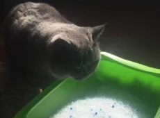 Как собрать мочу у кота на анализ?