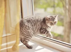 Кот упал из окна: как оказать первую помощь?