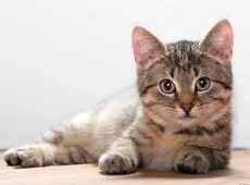 Кот икает: что делать?