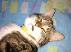 Кот храпит