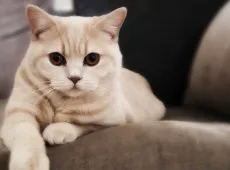 Ложная беременность у кошки