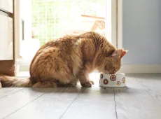 Какую крупу можно давать кошкам
