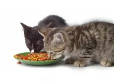 Как приучить котенка к сухому корму