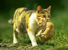 Как кошка переносит котят