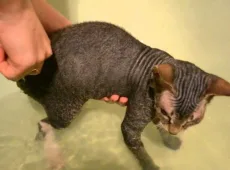 Как купать котенка