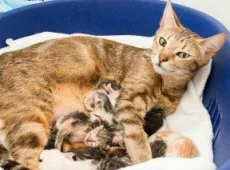 Мастит у кошки