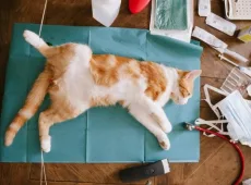 В каком возрасте кастрируют котов?