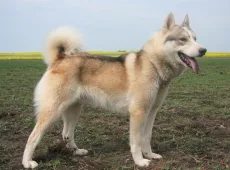 Западносибирская лайка