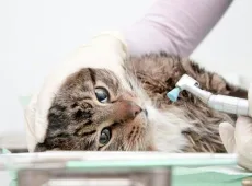Зубной камень у кошек