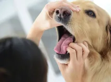 У собаки выпадают зубы