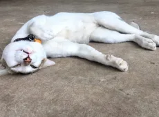 Эпилепсия у кошек