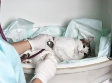Коронавирус у кошек