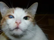 Мутный глаз у кошки